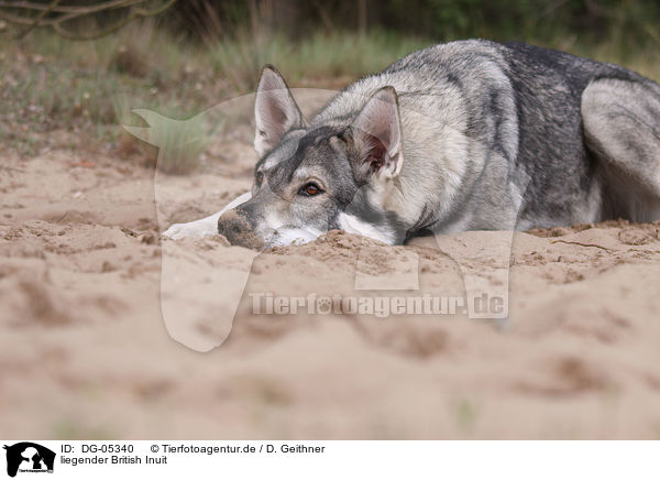 liegender British Inuit / DG-05340