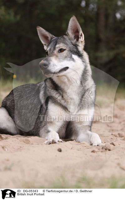 British Inuit Portrait / mongrel portrait / DG-05343