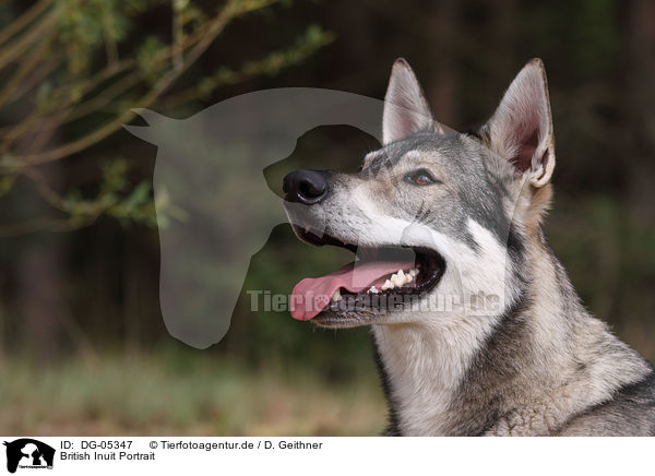 British Inuit Portrait / DG-05347