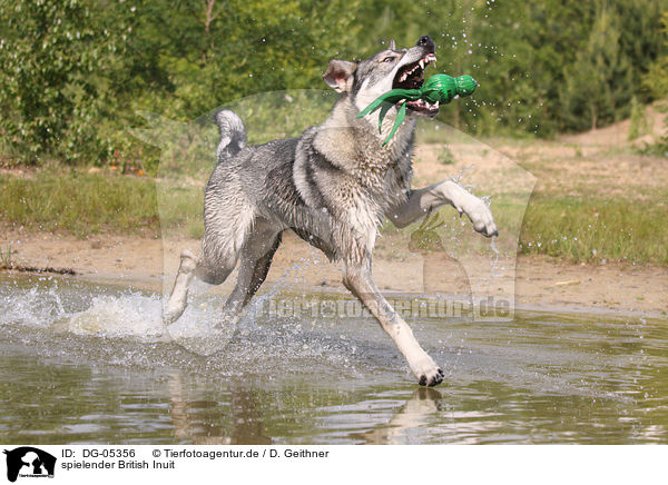 spielender British Inuit / playing mongrel / DG-05356