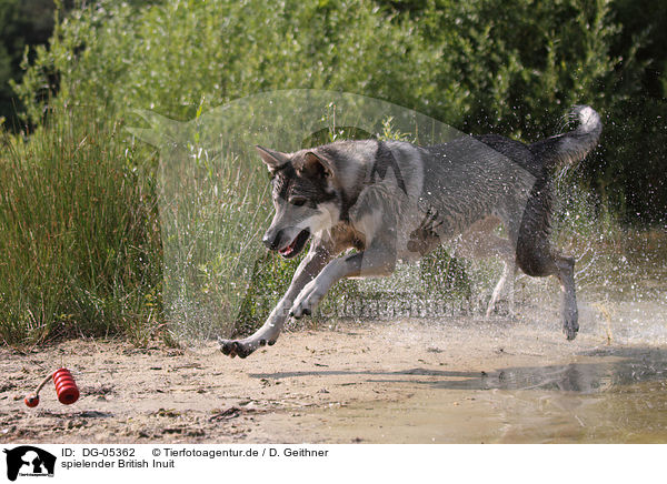 spielender British Inuit / playing mongrel / DG-05362