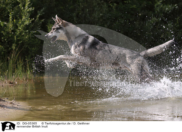 rennender British Inuit / running mongrel / DG-05365