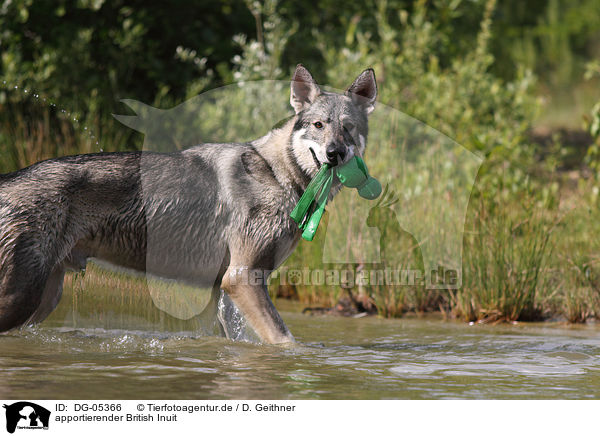 apportierender British Inuit / DG-05366