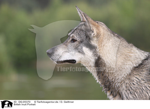 British Inuit Portrait / DG-05370