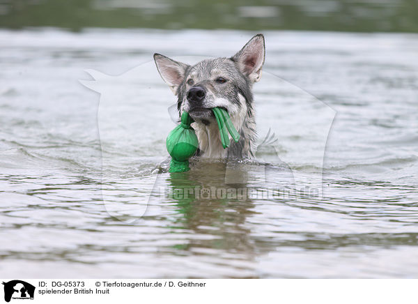 spielender British Inuit / DG-05373