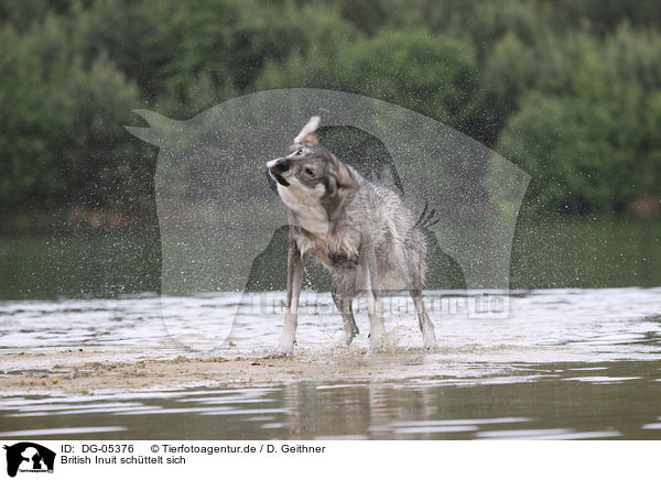 British Inuit sch�ttelt sich / DG-05376