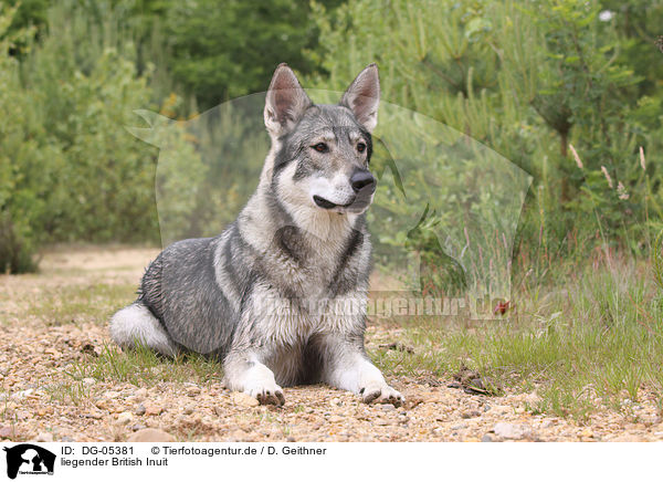 liegender British Inuit / DG-05381