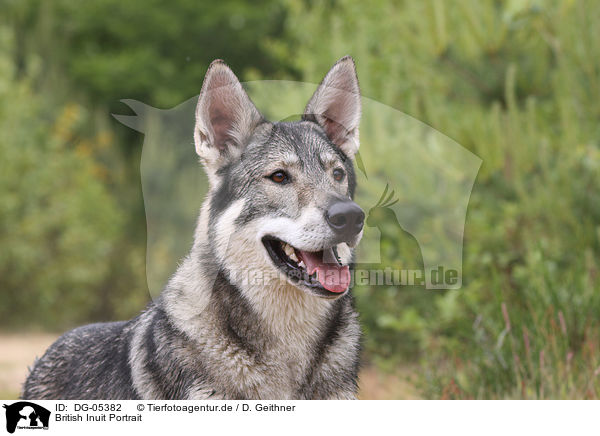 British Inuit Portrait / DG-05382