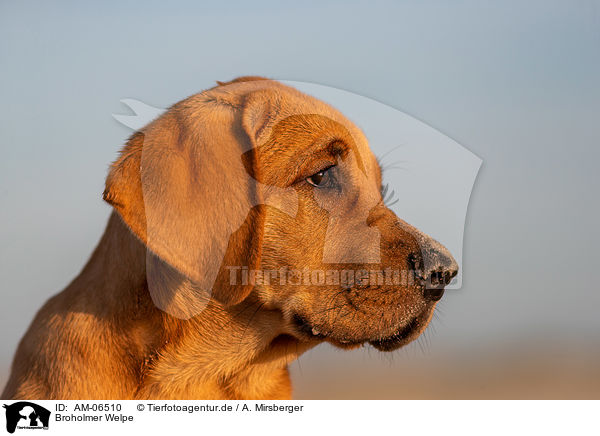 Broholmer Welpe / Broholmer Puppy / AM-06510