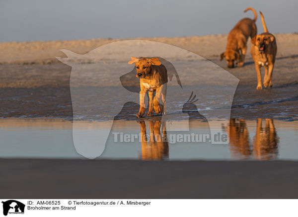 Broholmer am Strand / AM-06525