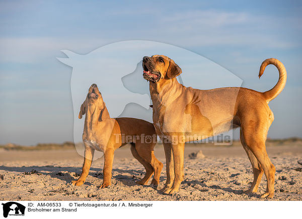 Broholmer am Strand / AM-06533