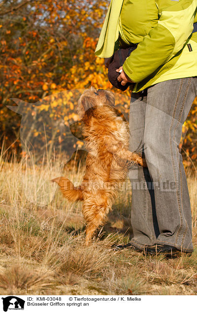 Brsseler Griffon springt an / KMI-03048