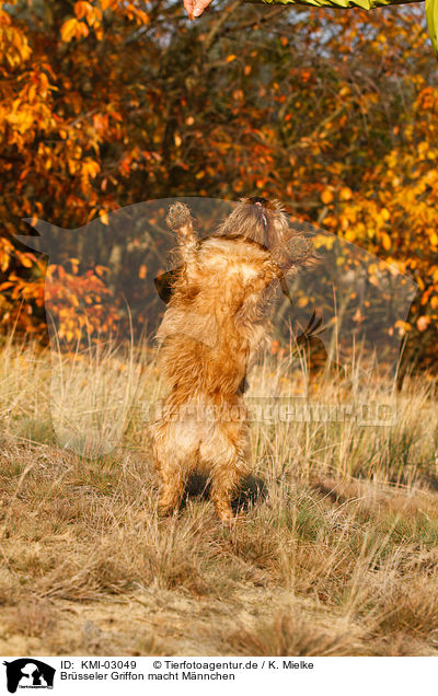 Brsseler Griffon macht Mnnchen / Bruxellois Griffon shows trick / KMI-03049