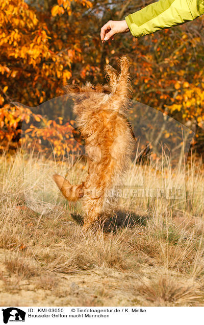 Brsseler Griffon macht Mnnchen / KMI-03050