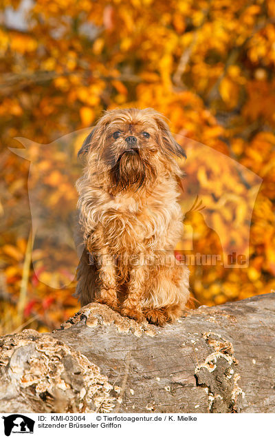 sitzender Brsseler Griffon / sitting Bruxellois Griffon / KMI-03064