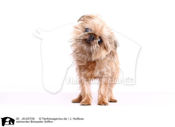 stehender Brsseler Griffon / JH-20709