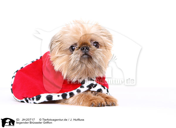 liegender Brsseler Griffon / JH-20717