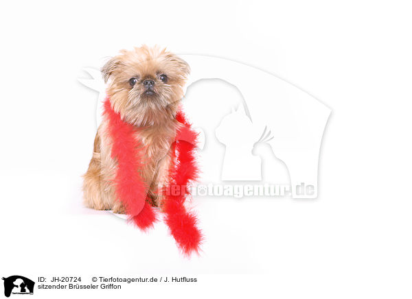sitzender Brsseler Griffon / JH-20724