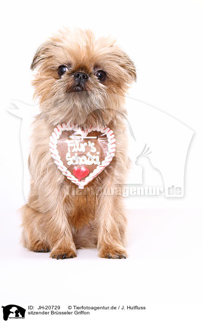 sitzender Brsseler Griffon / JH-20729