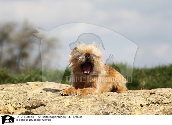 liegender Brsseler Griffon / JH-20855