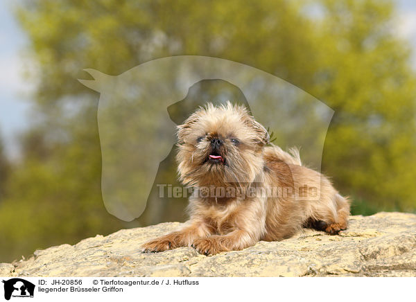 liegender Brsseler Griffon / JH-20856