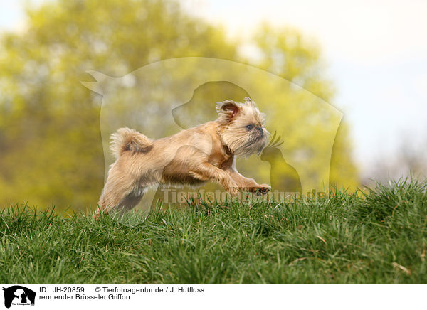 rennender Brsseler Griffon / running Brussels griffon / JH-20859