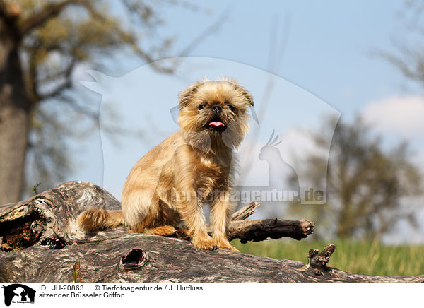 sitzender Brsseler Griffon / sitting Brussels griffon / JH-20863