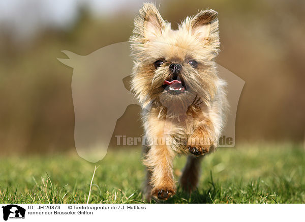 rennender Brsseler Griffon / running Brussels griffon / JH-20873