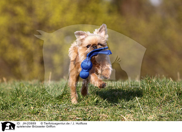 spielender Brsseler Griffon / playing Brussels griffon / JH-20889