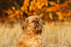 Brsseler Griffon Portrait