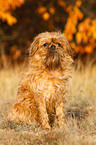 sitzender Brsseler Griffon