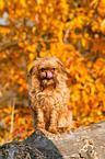 sitzender Brsseler Griffon