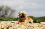 liegender Brsseler Griffon