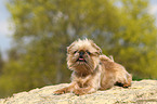 liegender Brsseler Griffon