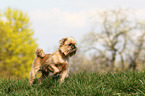 liegender Brsseler Griffon