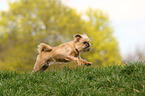 rennender Brsseler Griffon