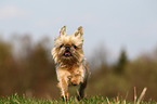 rennender Brsseler Griffon