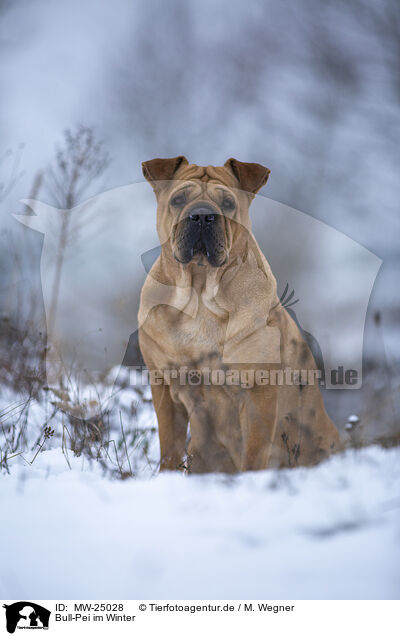 Bull-Pei im Winter / Bull-Pei in winter / MW-25028