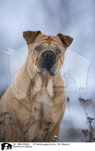 Bull-Pei im Winter / Bull-Pei in winter / MW-25029