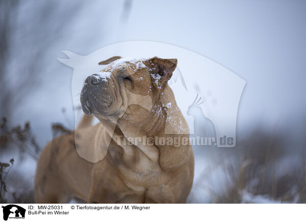 Bull-Pei im Winter / MW-25031