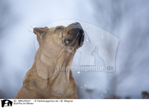 Bull-Pei im Winter / MW-25037