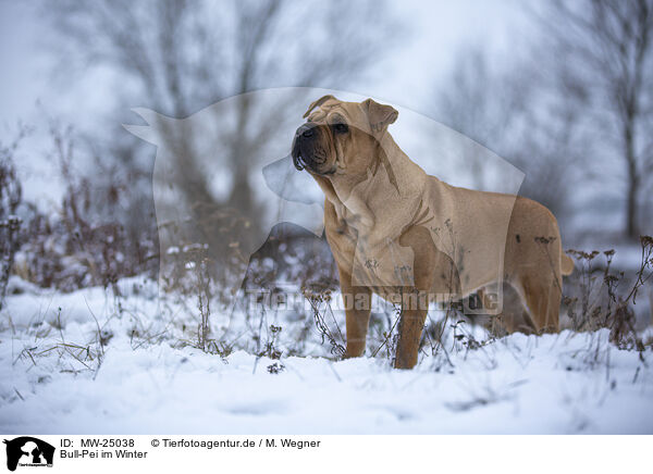 Bull-Pei im Winter / MW-25038