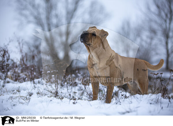 Bull-Pei im Winter / MW-25039