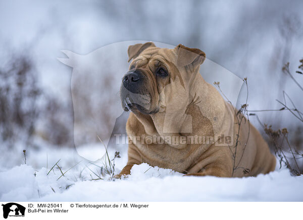 Bull-Pei im Winter / MW-25041