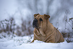 Bull-Pei im Winter