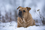 Bull-Pei im Winter