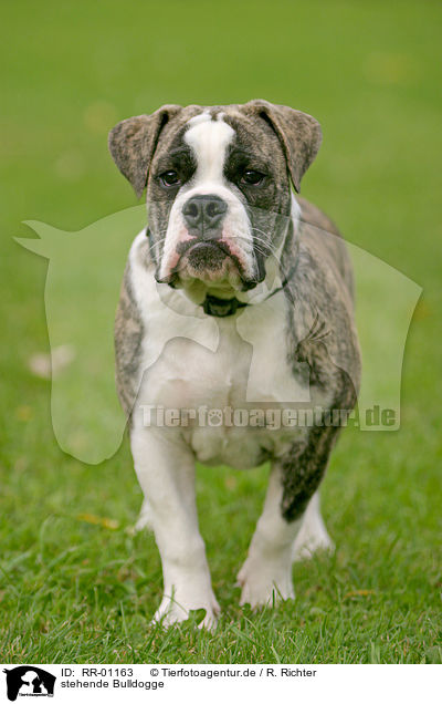 stehende Bulldogge / standing bulldog / RR-01163