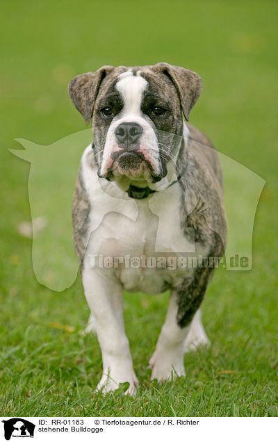 stehende Bulldogge / RR-01163