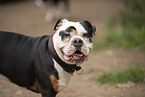 Bulldogge