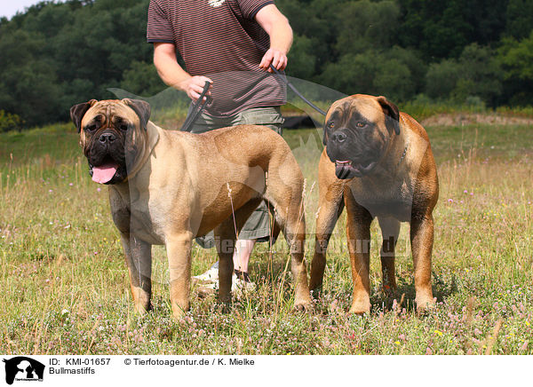 Bullmastiffs / Bullmastiffs / KMI-01657